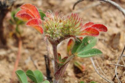 Fotografia da espécie Trifolium striatum subesp. striatum