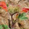 Fotografia 1 da espécie Trifolium striatum subesp. striatum do Jardim Botânico UTAD