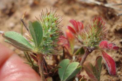 Fotografia da espécie Trifolium striatum subesp. striatum