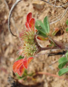 Fotografia 7 da espécie Trifolium striatum subesp. striatum no Jardim Botânico UTAD