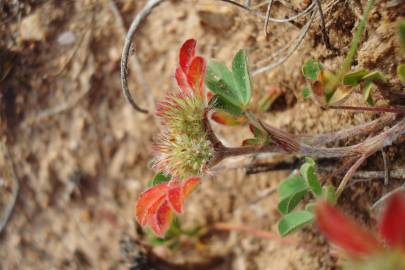 Fotografia da espécie Trifolium striatum subesp. striatum