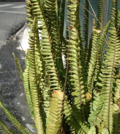 Fotografia da espécie Nephrolepis cordifolia