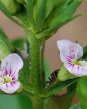 Fotografia da espécie Veronica anagalloides