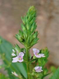 Fotografia da espécie Veronica anagalloides subesp. anagalloides