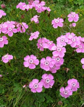 Fotografia 1 da espécie Dianthus alpinus no Jardim Botânico UTAD