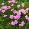 Fotografia 1 da espécie Dianthus alpinus do Jardim Botânico UTAD