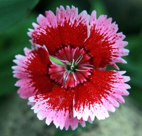 Fotografia da espécie Dianthus alpinus