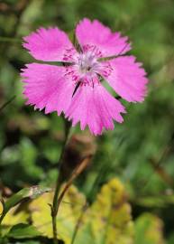 Fotografia da espécie Dianthus alpinus