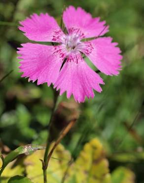 Fotografia 5 da espécie Dianthus alpinus no Jardim Botânico UTAD