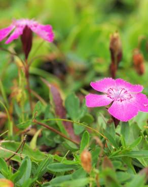 Fotografia 6 da espécie Dianthus alpinus no Jardim Botânico UTAD