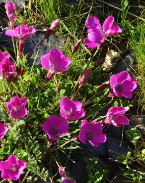 Fotografia 7 da espécie Dianthus alpinus no Jardim Botânico UTAD