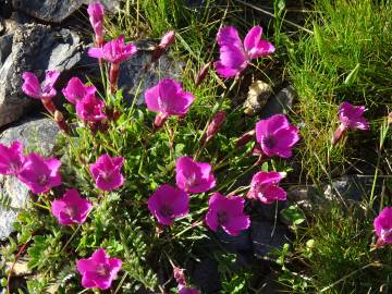 Fotografia da espécie Dianthus alpinus