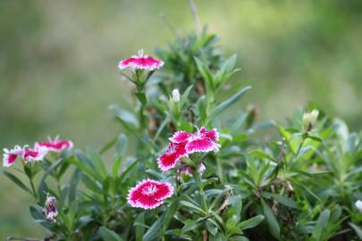 Fotografia da espécie Dianthus chinensis