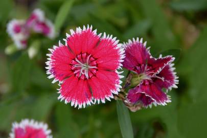 Fotografia da espécie Dianthus chinensis