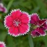 Fotografia 3 da espécie Dianthus chinensis do Jardim Botânico UTAD