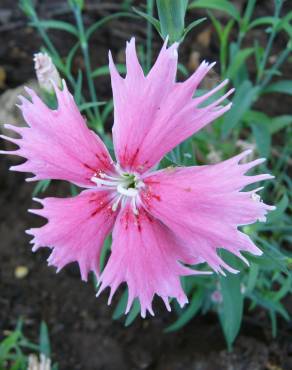 Fotografia 4 da espécie Dianthus chinensis no Jardim Botânico UTAD