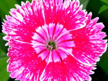 Fotografia da espécie Dianthus chinensis