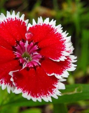 Fotografia 6 da espécie Dianthus chinensis no Jardim Botânico UTAD