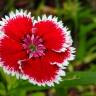 Fotografia 6 da espécie Dianthus chinensis do Jardim Botânico UTAD