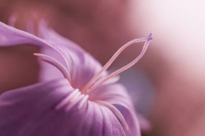 Fotografia da espécie Dianthus chinensis