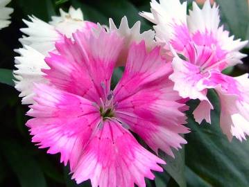 Fotografia da espécie Dianthus chinensis