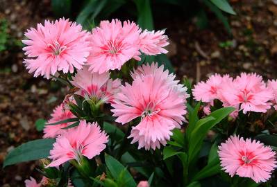 Fotografia da espécie Dianthus chinensis