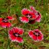 Fotografia 10 da espécie Dianthus chinensis do Jardim Botânico UTAD