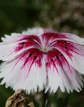 Fotografia 11 da espécie Dianthus chinensis no Jardim Botânico UTAD
