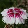 Fotografia 11 da espécie Dianthus chinensis do Jardim Botânico UTAD