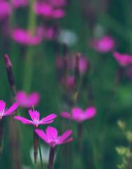 Dianthus deltoides