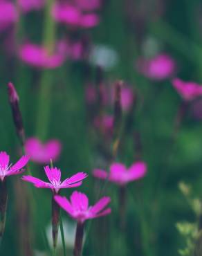 Fotografia 1 da espécie Dianthus deltoides no Jardim Botânico UTAD