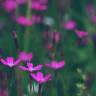 Fotografia 1 da espécie Dianthus deltoides do Jardim Botânico UTAD