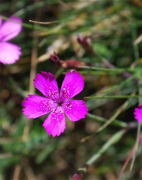 Fotografia 3 da espécie Dianthus deltoides no Jardim Botânico UTAD