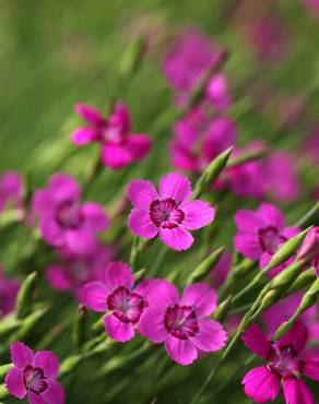 Fotografia 4 da espécie Dianthus deltoides no Jardim Botânico UTAD