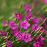 Fotografia 4 da espécie Dianthus deltoides do Jardim Botânico UTAD