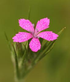 Fotografia da espécie Dianthus deltoides