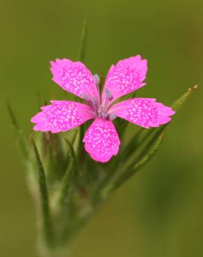 Fotografia 5 da espécie Dianthus deltoides no Jardim Botânico UTAD