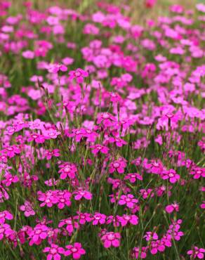 Fotografia 6 da espécie Dianthus deltoides no Jardim Botânico UTAD