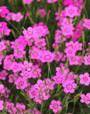 Fotografia 7 da espécie Dianthus deltoides no Jardim Botânico UTAD