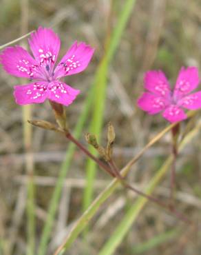 Fotografia 8 da espécie Dianthus deltoides no Jardim Botânico UTAD