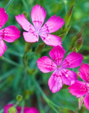 Fotografia 9 da espécie Dianthus deltoides no Jardim Botânico UTAD