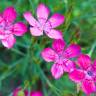 Fotografia 9 da espécie Dianthus deltoides do Jardim Botânico UTAD