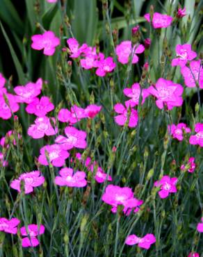 Fotografia 10 da espécie Dianthus deltoides no Jardim Botânico UTAD