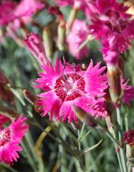 Dianthus gratianopolitanus
