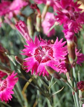 Fotografia 1 da espécie Dianthus gratianopolitanus no Jardim Botânico UTAD