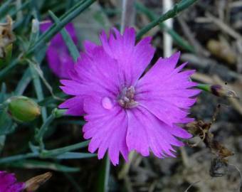 Fotografia da espécie Dianthus gratianopolitanus