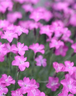 Fotografia 3 da espécie Dianthus gratianopolitanus no Jardim Botânico UTAD