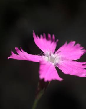 Fotografia 4 da espécie Dianthus gratianopolitanus no Jardim Botânico UTAD