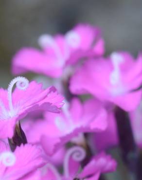 Fotografia 5 da espécie Dianthus gratianopolitanus no Jardim Botânico UTAD