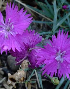 Fotografia 6 da espécie Dianthus gratianopolitanus no Jardim Botânico UTAD